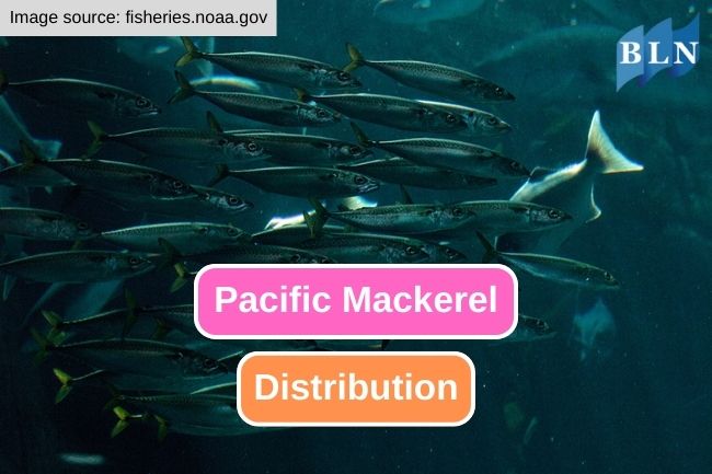 Exploring the Distribution of Pacific Mackerel